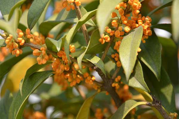 桂花茶和什么茶一起泡（桂花茶和什么茶一起泡好）